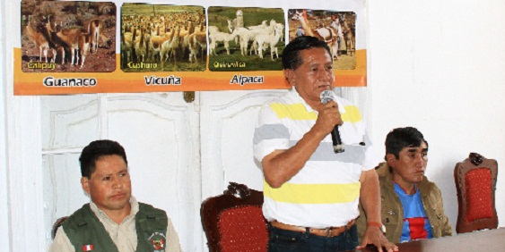  Buscan repotenciar crianza de vicuñas, alpacas y guanacos en La Libertad