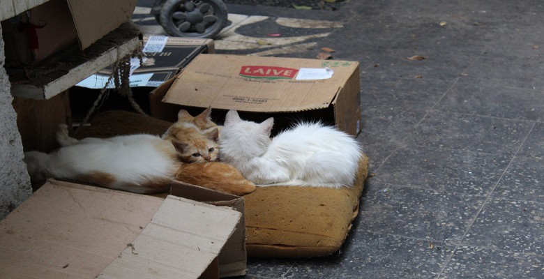 Comuna de Trujillo busca erradicar crianza de animales en zonas no autorizadas