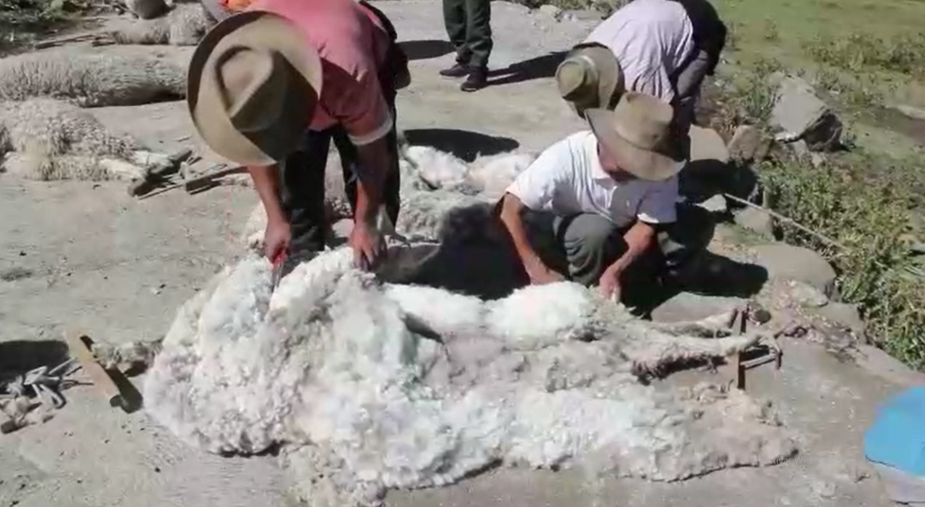 Cahuide: esquilan 600 alpacas en faena comunal