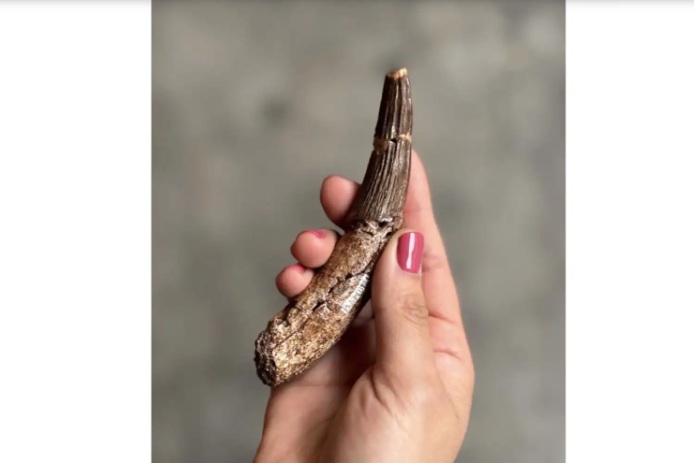 ¡Confirmado! Espinosaurios habitaron en el Perú hace 66 millones de años