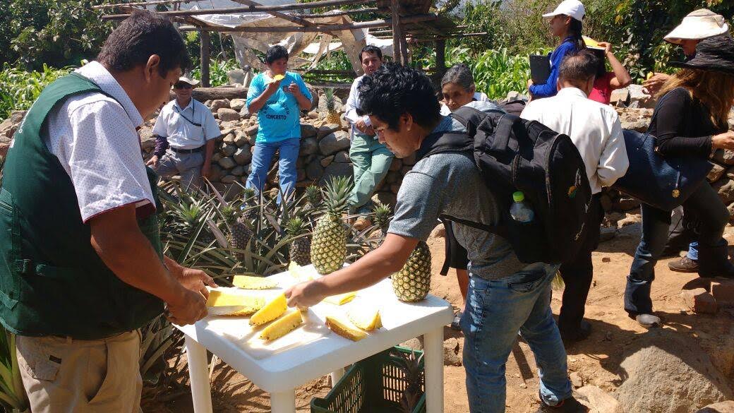 Chavimochic adapta producción de piña golden en Poroto