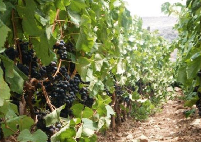 Invertirán un millón de soles en proyecto de acopio, empaque y exportación de la uva de Cascas   