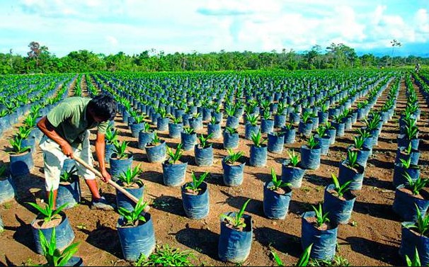 Minagri impulsa reconversión productiva en el norte peruano