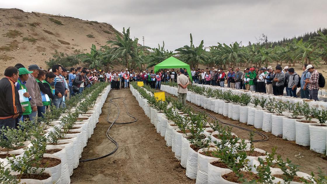 La Libertad: capacitan a agricultores de Poroto en cultivo de arándanos y piña golden