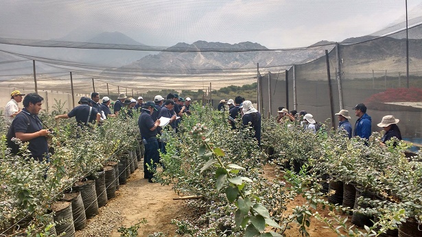 Chavimochic capacita a pequeños agricultores en manejo de cultivo de arándanos