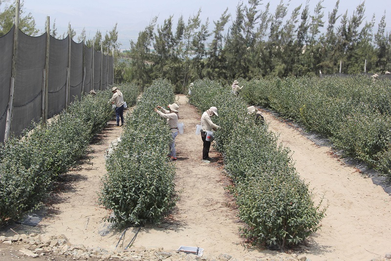 Agroexportaciones desde Chavimochic siguen en crecimiento