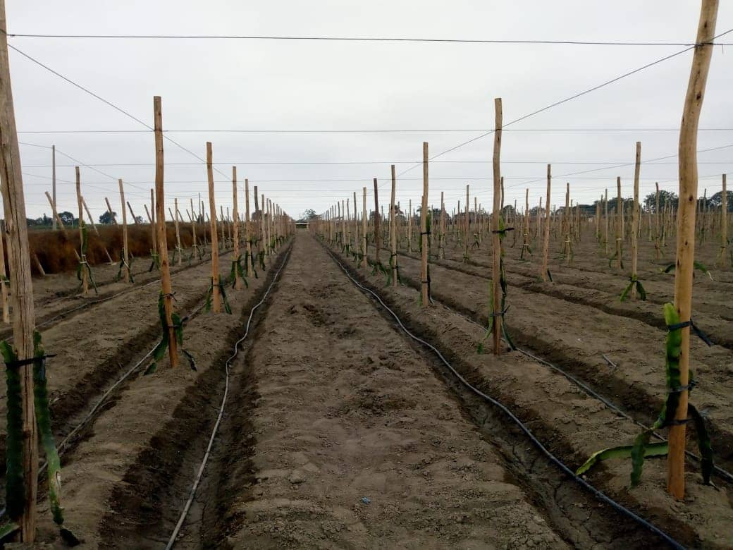 Promoverán asociatividad en agricultores de Paiján