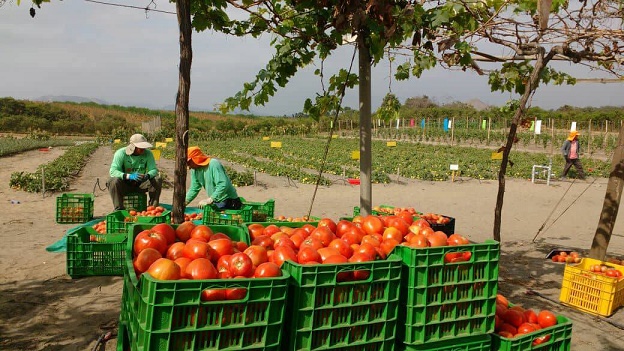  Chavimochic produce tomate mejorado en valles liberteños