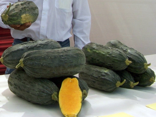 Agricultores de virú reimpulsan cultivo de zapallo loche