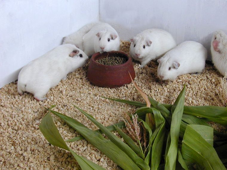 Alta calidad genética de la raza de cuy Andina mejora la economía de 80 mil familias