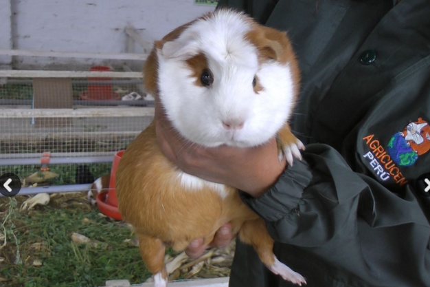 Minagri celebra hoy el Día Nacional del Cuy en 18 regiones del país