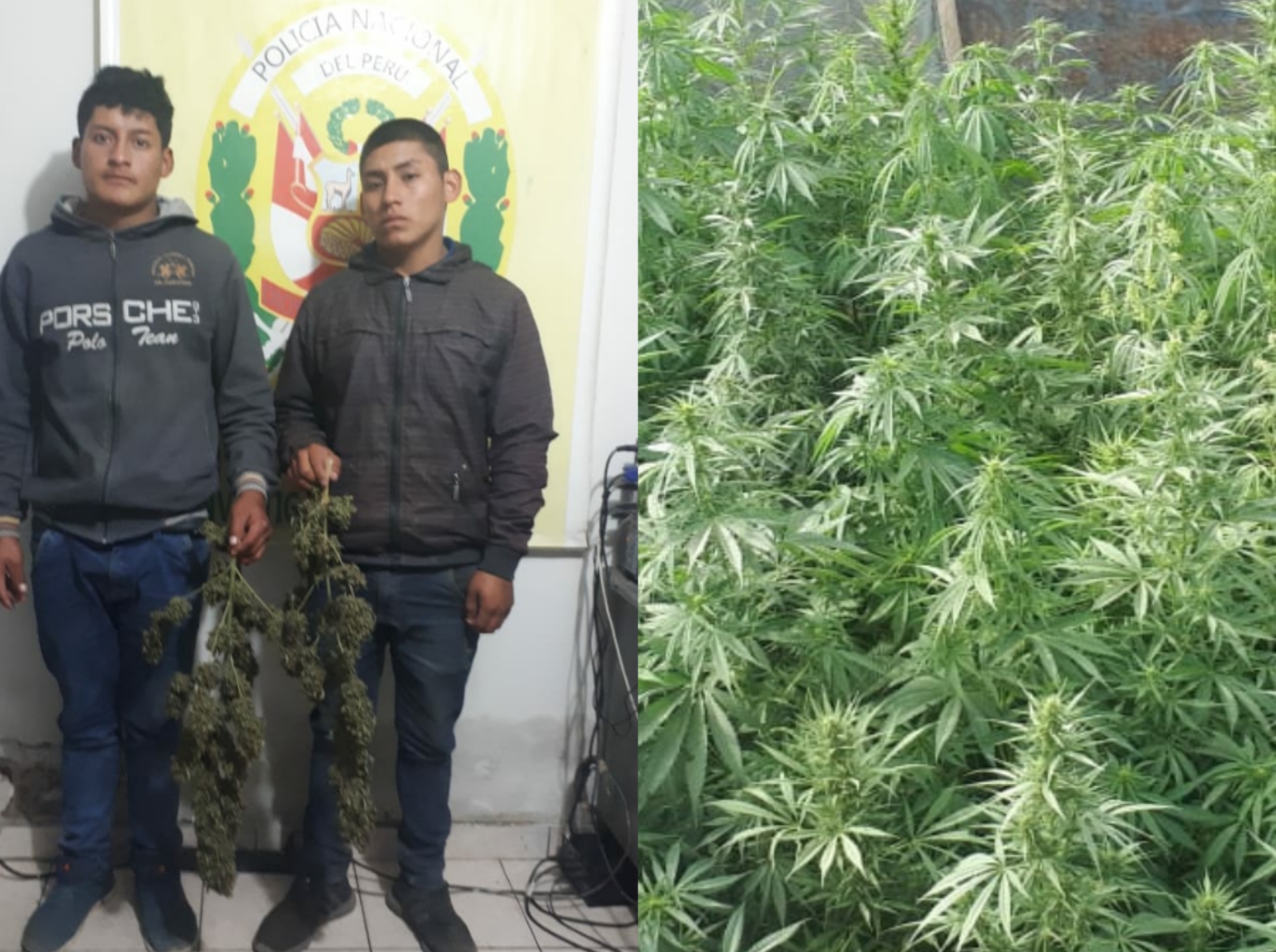 El Porvenir: decomisan 300 plantones de marihuana en interior vivienda