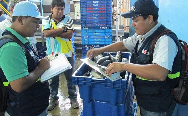   Incautan más de 12 toneladas de caballa juvenil en operativo en La Libertad