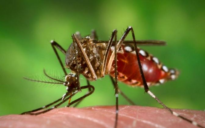 Conozca recomendaciones de especialista para evitar dengue y chikungunya