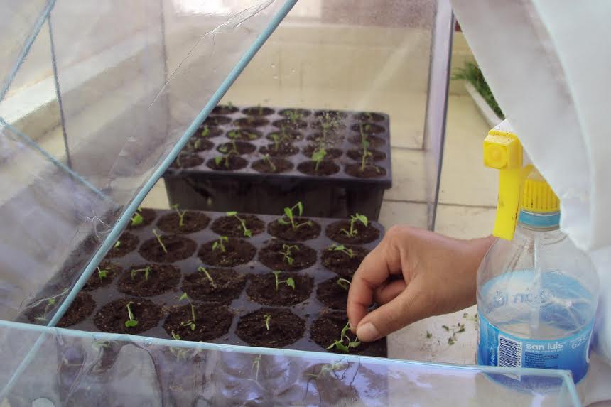 Alrededor de 20 mil plantas in vitro fueron producidas por Chavimochic durante el 2016