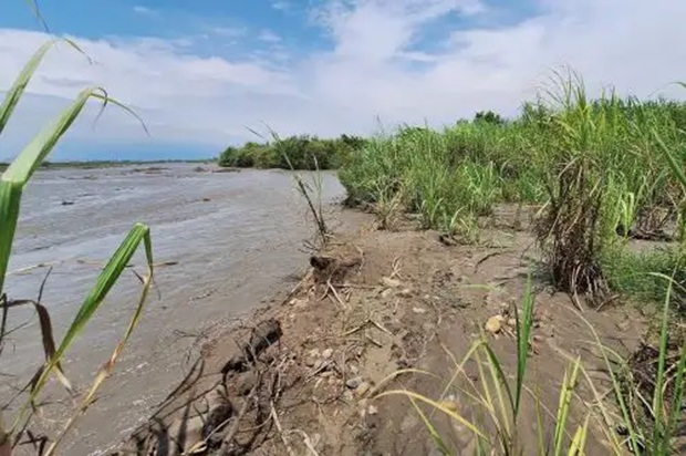 Desbordes del río Chicama han destruido 60 hectáreas de cultivo en Ascope    