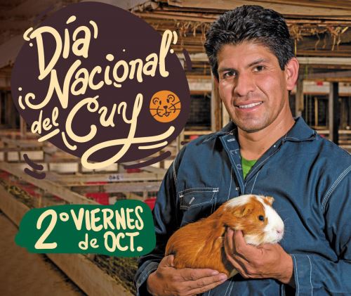 Día Nacional del Cuy:  invierten más de S/ 9,2 millones en potenciar producción de esta especie