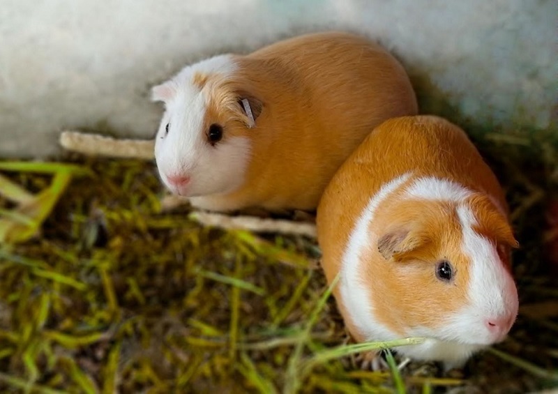 Día nacional del cuy: cuatro son las razas que existen en el Perú