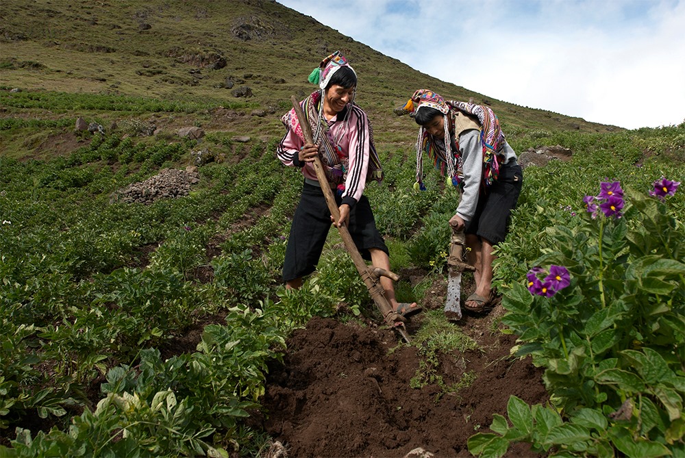 El 80% de alimentos proviene de pequeños agricultores a nivel nacional