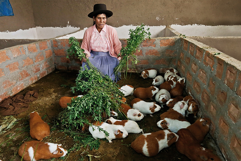 Con S/ 290 millones Foncodes financiará proyectos Haku Wiñay y Mi Abrigo en regiones