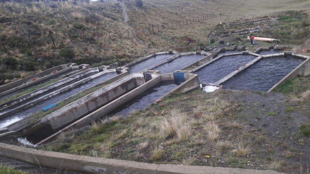 Otuzco: entregan 32 millares de alevines a piscicultores para la producción de trucha