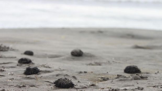 Erizos vararon en la playa del Balneario Las Delicias