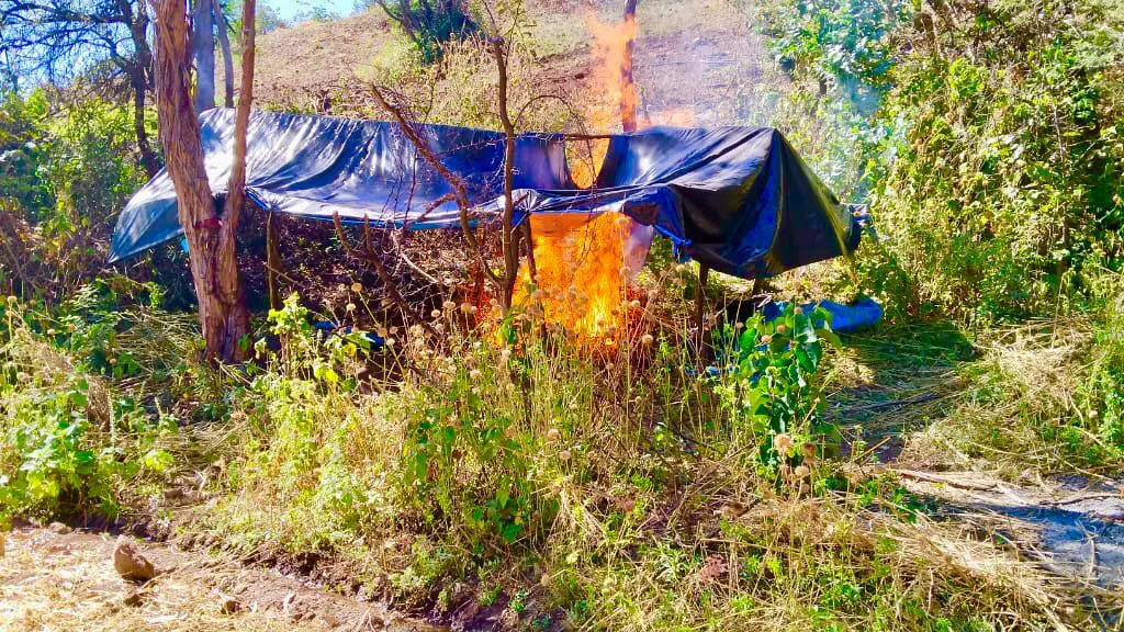 La Libertad: erradican más de 12 toneladas de marihuana en operativo 