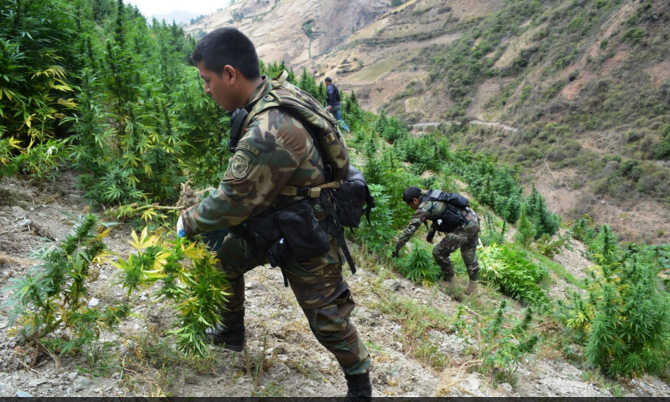 Pataz: erradican 900 kilos de marihuana