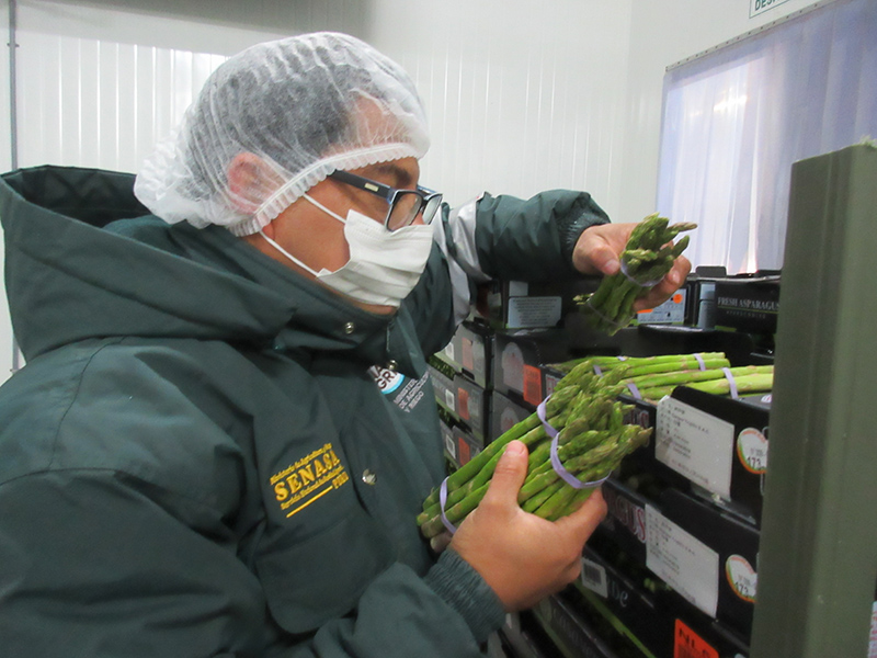 La Libertad: realizan taller de certificación fitosanitaria de espárrago verde con fines de exportación 