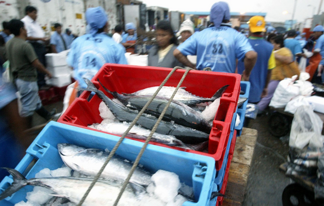 “El Niño” favorecerá presencia de especies marinas de consumo en el norte del país