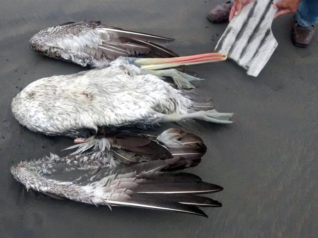 Especies de pelícanos y delfines aparecen muertos en balnearios de Trujillo