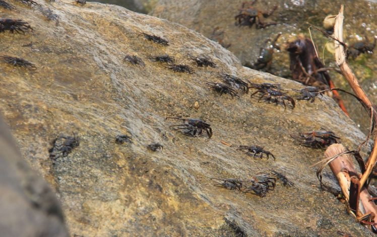 Trujillo: especialista recomienda no consumir especies que viven al borde del mar