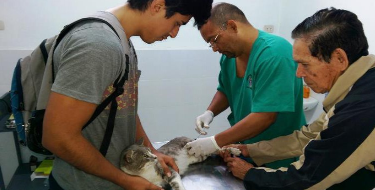 Realizan esterilizaciones gratuitas de mascotas en Trujillo