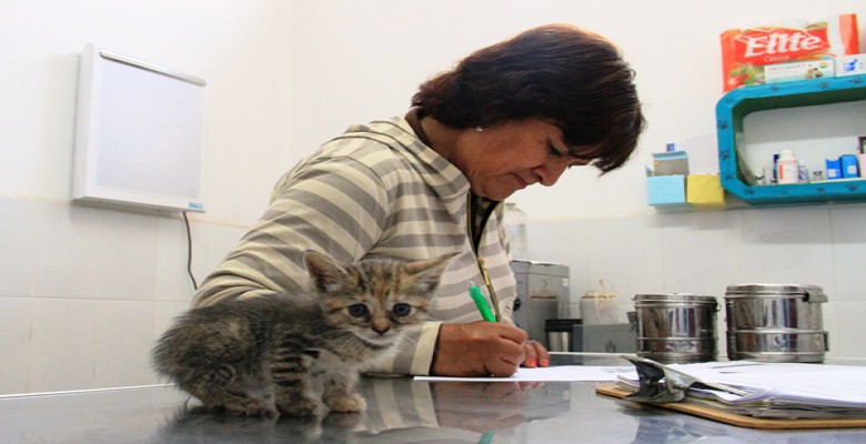 Trujillo: inician plan de esterilización de animales domésticos de los albergues