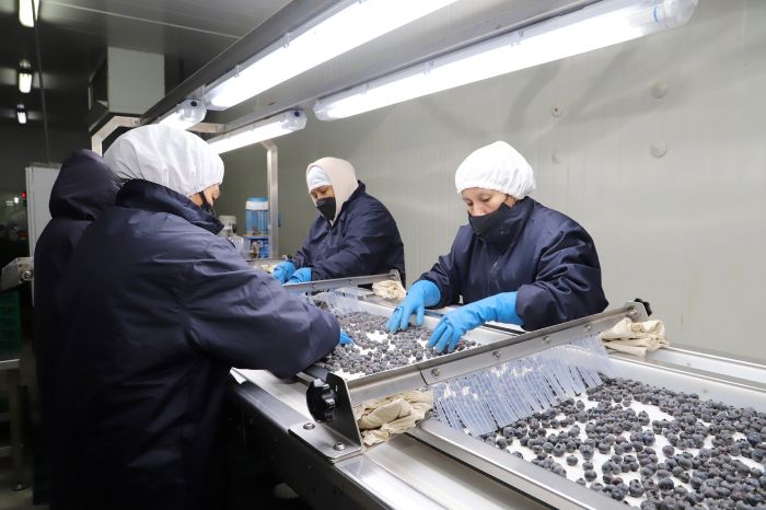 Japón se perfila como un destino atractivo para los arándanos peruanos