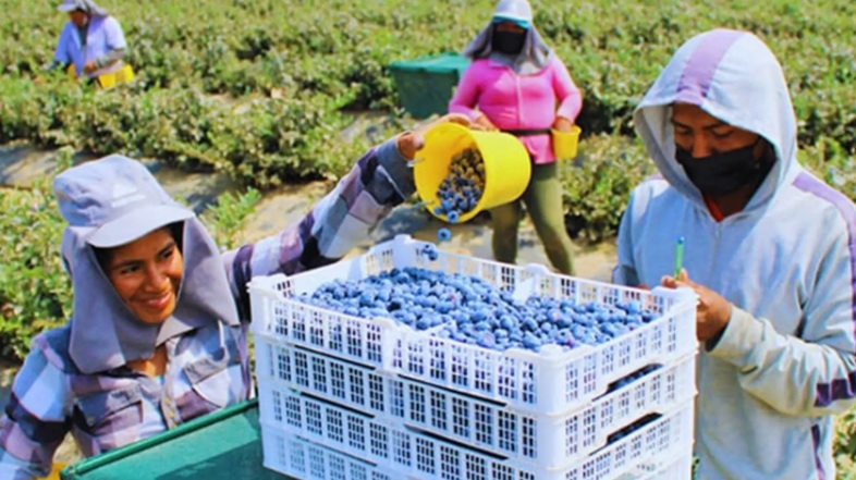 Arándanos peruanos vuelan con DP World Logistics rumbo a Nueva York