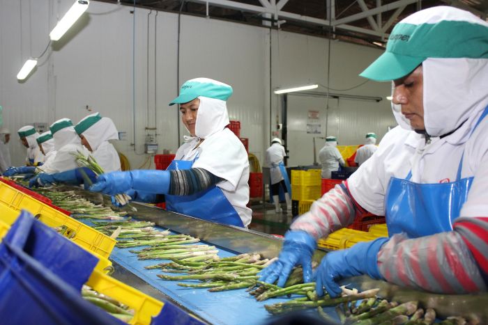  Empleos directos asociados a Las exportaciones crecieron