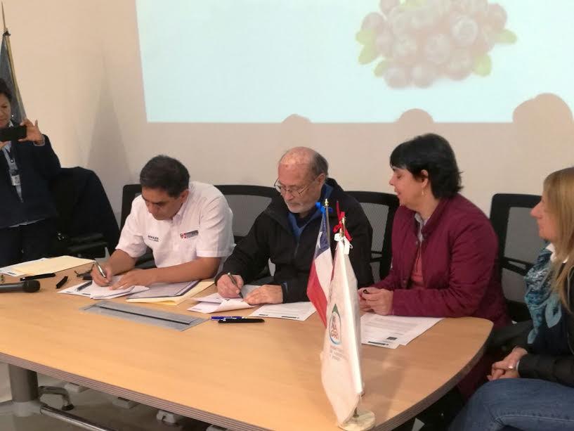 La Libertad: empresas agroindustriales peruanas exportarán arándanos a Chile 