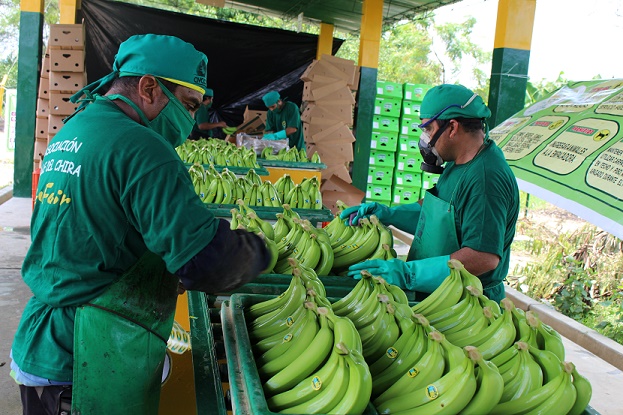 Familias de La Libertad y Piura que cultivan banano orgánico aumentan oferta exportable