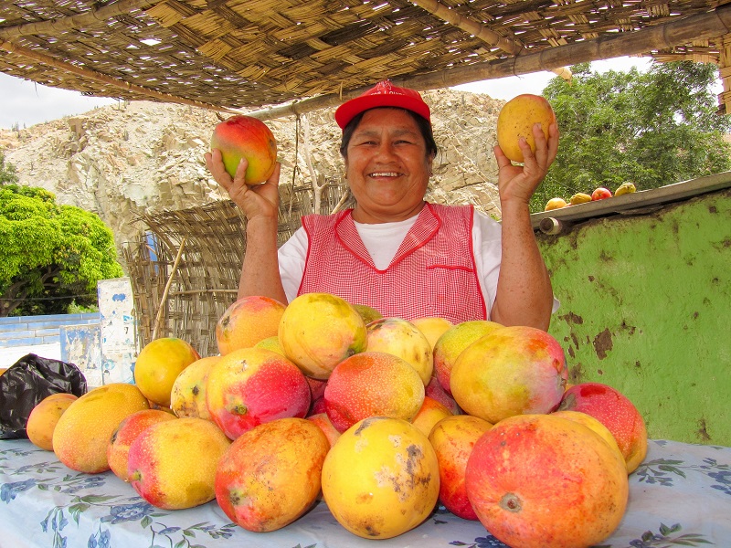 Exportaciones de mango a diversos mercados internacionales se mantienen