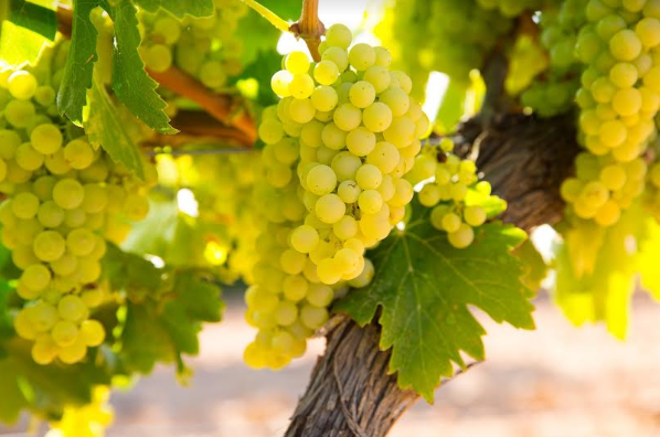 Adex informa que envíos de uva crecieron 40%