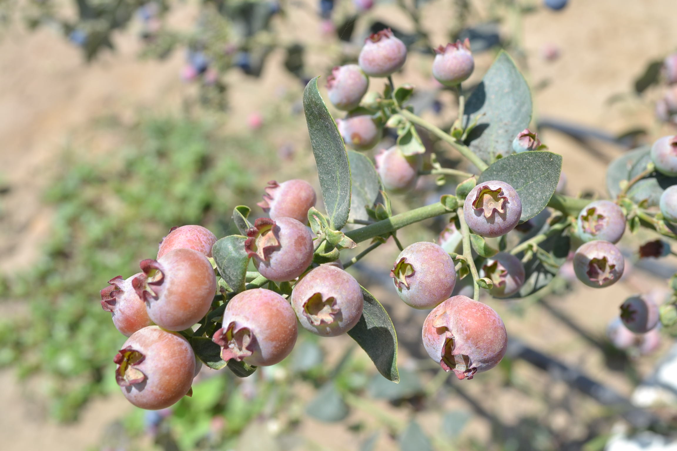 Exportaciones crecieron 10.2% en el acumulado de enero a octubre