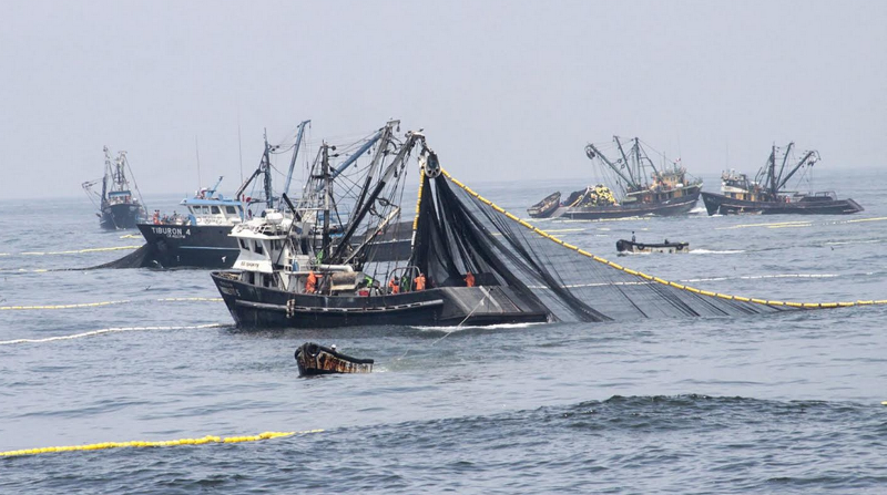 Se recuperaron envíos de productos pesqueros en el 2017