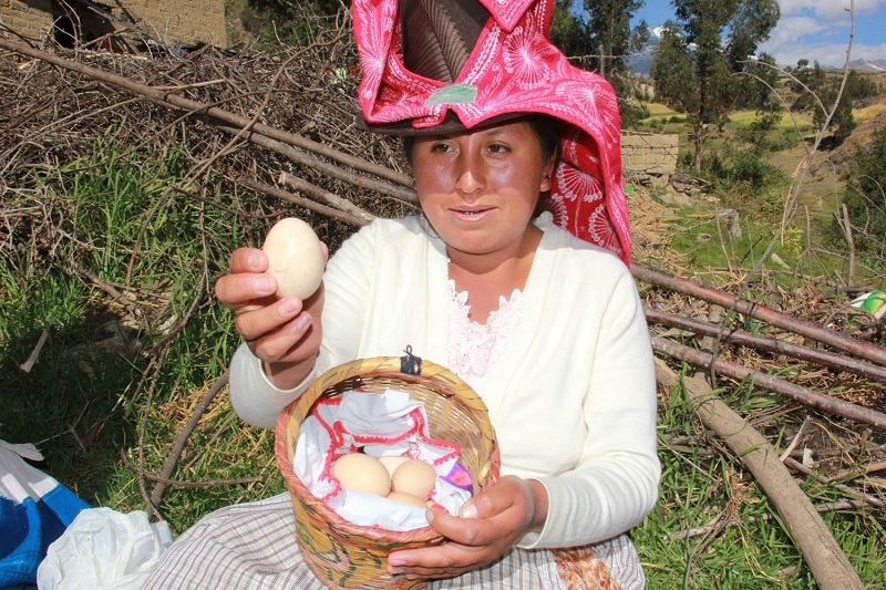 Familias de la sierra y selva alimentan y educan a sus hijos con crianza de gallinas y venta de huevos