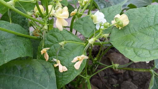 Investigan en 4,000 accesiones del Banco de Germoplasma de Leguminosas de varias regiones