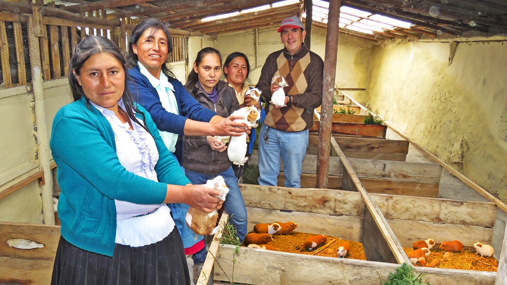 Foncodes: Cerca de 100 mil familias usuarias de Haku Wiñay combaten la anemia y salen adelante con el cuy