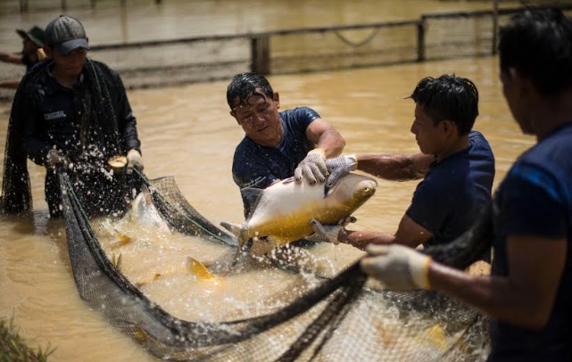 Fondepes realizará jornadas de capacitación descentralizadas por el Día Mundial de la Acuicultura