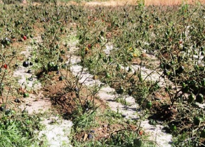 Lluvias torrenciales y granizada afectaron 20 has. de sembríos en Huamachuco