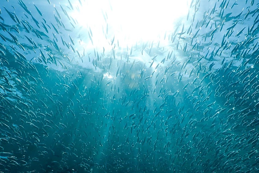 Científico francés resalta que abundancia de anchoveta en el Perú es la más alta en 25 mil años