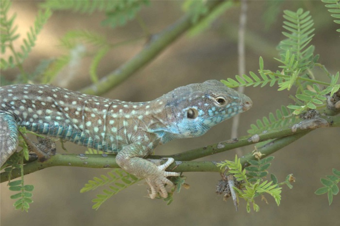 La Libertad: autoridades regionales toman acciones para preservación del Cañán